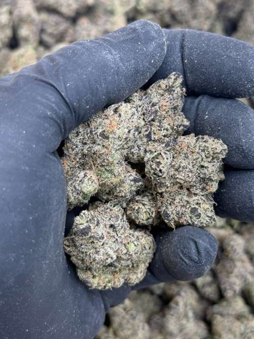 Tropicana Kush Premium Living Soil